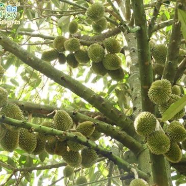 ดกขนาดนี้ เตรียมตัวเป็นเศรษฐีได้เลย สวนทุเรียนคุณสุพัฒน์ จ.จันทบุรี