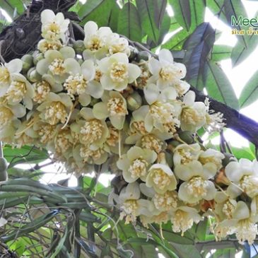 ดอกทุเรียนสมบูรณ์ แห่งปี 2018 สวนคุณเผือก จ.จันทบุรี