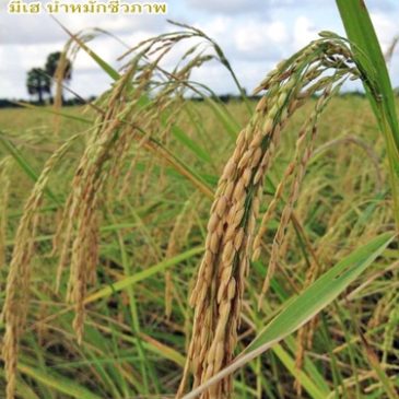 ข้าวรวงหนัก เมล็ดต่อรวงสูง ไม่ล้ม ทนทาน โดยคุณสำราญ จ.สงขลา