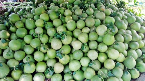ส้มโออัมพวาเค้าก็ให้มีเฮนะ รู้ยัง! ชมสวนคุณทวีป จ.สมุทรสงคราม