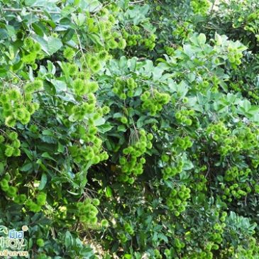 เงาะอินทรีย์ดกสุดๆ สวนของคุณหนูพร จ.อุดรธานี