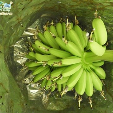 ปลูกกล้วยกินผลระหว่างรอทุเรียนโต สวนคุณโพธิ์ จ.จันทบุรี
