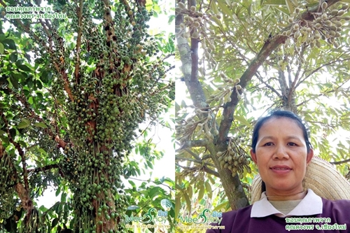 สวนผลไม้ผสมของคุณดวงพร จ.เชียงใหม่ (โอ้ โห มีต้นทุเรียนด้วย)