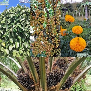 รวบรวมคำถามเกี่ยวกับมีเฮที่ถูกถามบ่อย
