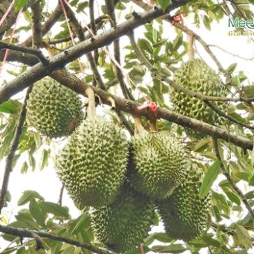 5 เหตุผลที่ทำให้มีเฮมีผู้ใช้ประจำอยู่จำนวนมาก