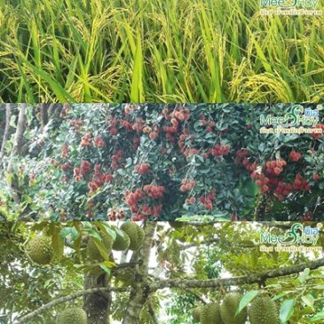 5 สิ่งที่ชาวสวนมือใหม่ควรเข้าใจ