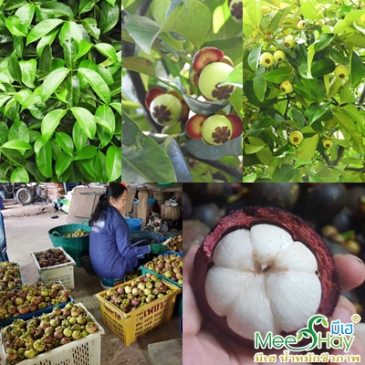 รวมเทคนิคการจัดการสวนมังคุดแบบออแกนิก ตั้งแต่เริ่มทำใบจนเก็บผล