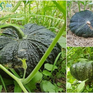 5 เหตุผล ทำไมต้อง เกษตรอินทรีย์