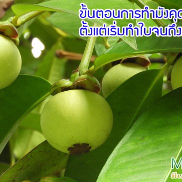 ขั้นตอนการทำมังคุด ตั้งแต่เริ่มทำใบจนเก็บผลผลิต