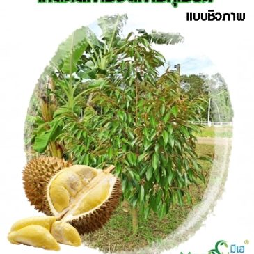 เทคนิคการจัดการทุเรียนแบบชีวภาพ