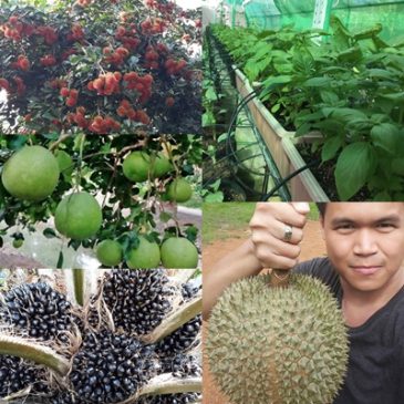 แนวคิดเพื่อทำให้สวนประสบความสำเร็จ