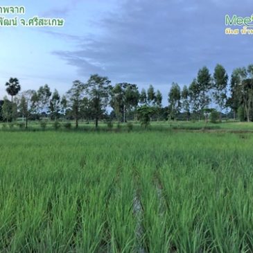นาข้าวอินทรีย์ ต้นสวยแตกกอมาก จนชาวบ้านมารุมถาม