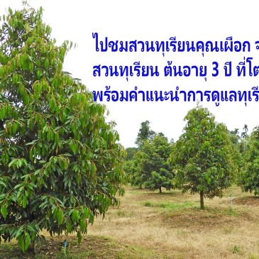 สวนทุเรียนอายุ 3 ปี สวยมากๆ พร้อมแนวทางการดูแลให้ทุเรียนเติบโตและสวยแบบนี้ โดยเบียร์ มีเฮ