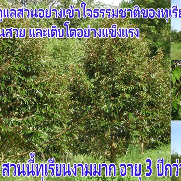 ชมสวนทุเรียนกำลังสวยมาก พร้อม 6 ข้อแนะนำดูแลสวนอย่างเข้าใจธรรมชาติของทุเรียน