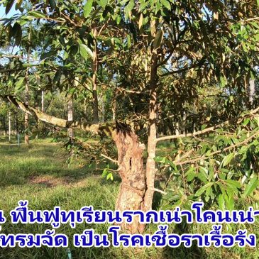 7 ขั้นตอนรักษาทุเรียนเป็นโรครากเน่าโคนเน่า ทุเรียนที่โทรมจัดเป็นโรคเชื้อราเรื้อรัง โดยเบียร์ มีเฮ