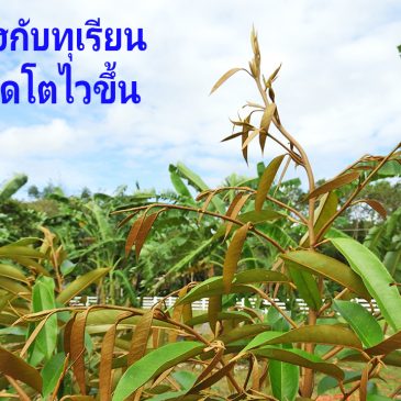 การใช้มีเฮกับทุเรียนให้แตกยอดโตไวขึ้น การฟื้นสภาพและการดูแลที่สำคัญต่อการเติบโต