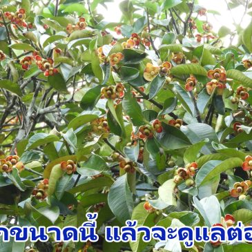 มังคุดดกขนาดนี้ แล้วจะดูแลต่อไปยังไง จากสวนชีวภาพมีเฮ อ.เมือง จ.จันทบุรี