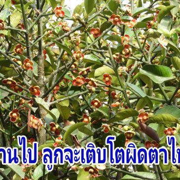 พัฒนาการของผลมังคุด ระยะห่าง 26 วัน ไปดูกันว่าผลจะโตกว่าเดิมขนาดไหน โดยมีเฮ
