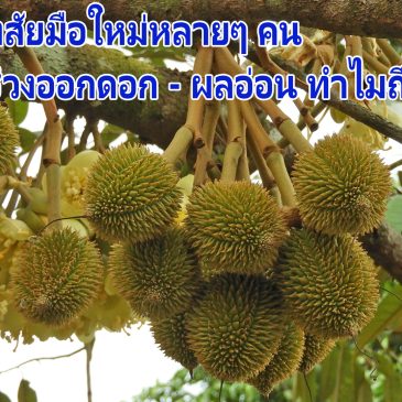 การเลี้ยงผลทุเรียน ตั้งแต่หางแย้ไหม้ถึงระยะขนาดเท่ากำมือ ด้วยวิถีเกษตรไบโอ โดยมีเฮ