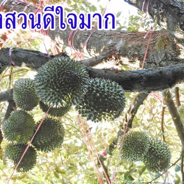 ติดตาม สวนทุเรียนคุณเผือก ใช้มีเฮขยายขนาดผล ดกด้วยโตไวด้วย (มีนาคม2562)