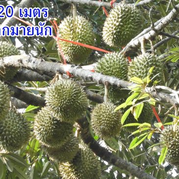 ทุเรียนต้นสูง 15-20 เมตร ฟื้นสภาพจนออกผลได้ดกมากมาย