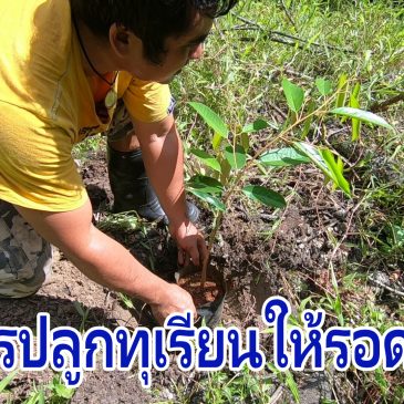 วิธีการปลูกทุเรียน โอกาสรอดสูง ตั้งต้นได้เร็ว และเติบโตได้ไว ไม่เกิดปัญหา