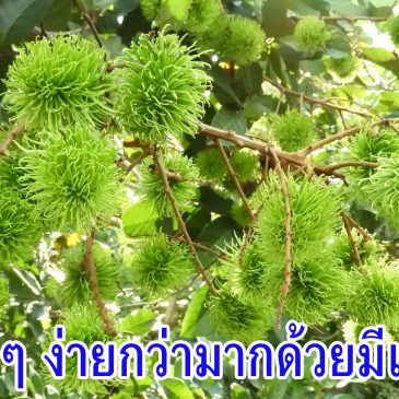 เงาะให้มีเฮ ดอกออกง่าย พลิกลูกเยอะ ติดผลดก จากสวนมีเฮ