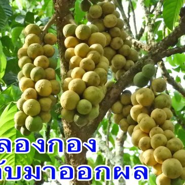 ลองกองเป็นก้านธูป ต้นโทรม ยังมีหวัง ฟื้นฟูจนออกผลผลิต