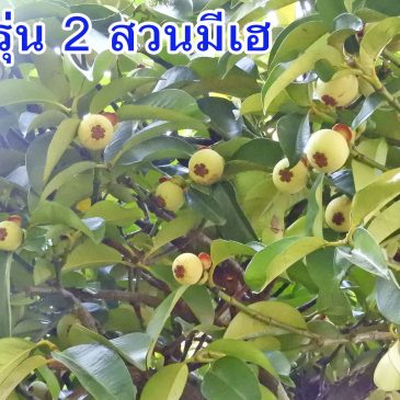 มังคุดรุ่น 2 จากสวนมีเฮ มังคุดที่ดูแลตามแบบฉบับเกษตรไบโอ