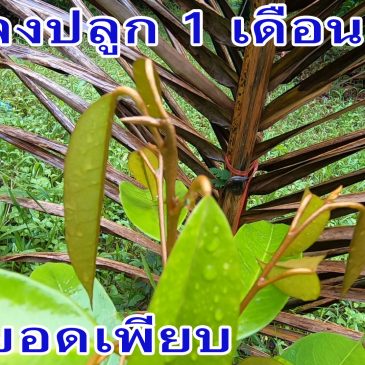 แตกยอดเพียบ ทุเรียน 1 เดือน หลังลงปลูก ด้วย “มีเฮ”