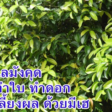 ขั้นตอนการทำมังคุดด้วยมีเฮใน 1 รอบปี