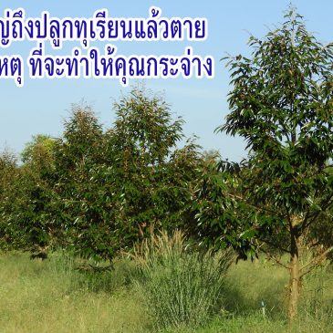 พบกับ 7 สาเหตุ ที่จะทำให้คุณกระจ่าง และนำไปสู่การปฏิบัติที่ทำให้ทุเรียนรอด
