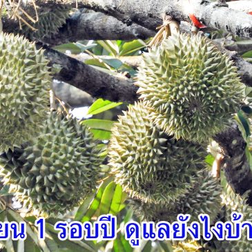 ทุเรียน 1 รอบปี กับการใช้มีเฮ ใช้สูตรไหน ช่วงไหน สรุปให้ครบ (EP.62)