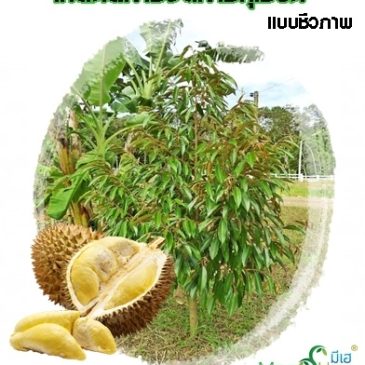 อัพเดท!! เทคนิคการจัดการทุเรียนแบบชีวภาพ