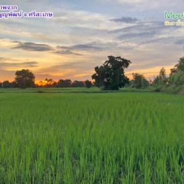 นาข้าวอินทรีย์ยุคใหม่ ปลูกเองขายเอง