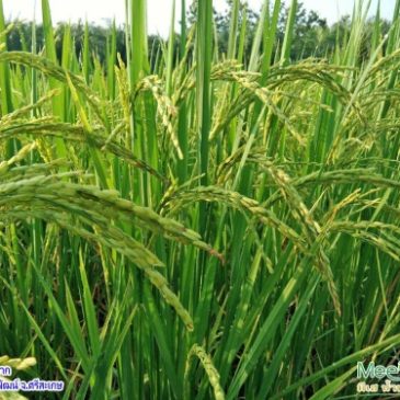 Organic Rice ข้าวอินทรีย์ที่ใครๆก็ต้องการ