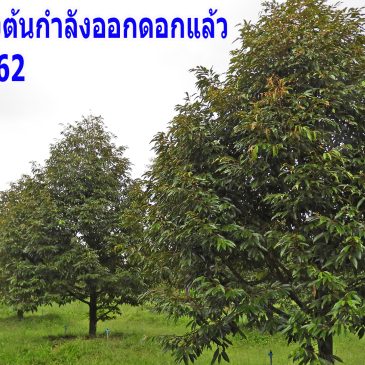 สวนคุณเผือกออกดอกแล้ว ปีนี้จะไว้ผลปีแรก ขอบอกว่าต้นสวยมาก (EP63)
