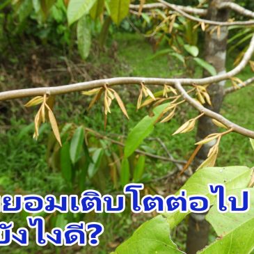 การกระตุ้นต้นทุเรียนที่มีอาการนั่งแท่น ไม่ยอมเติบโต ให้แตกยอดเติบโตต่อไป (EP64)