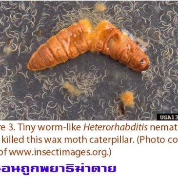 ตัวห้ำ ตัวเบียน คืออะไร ทำไมควรมีในสวน