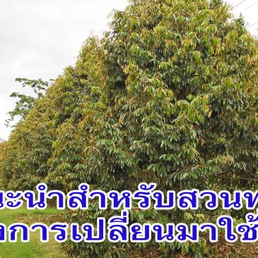 คำแนะนำสำหรับสวนทุเรียนที่อยากเปลี่ยนมาใช้มีเฮ และผลลัพธ์ (EP.67)
