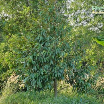 เสียน้อยเสียยาก เสียมากเสียง่าย ระวังใช้ของถูกมาดูแลทุเรียน