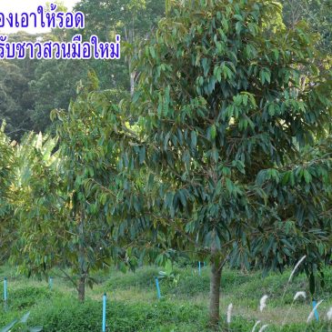 9 ข้อ แนะนำ ลงทุเรียนปลูกทุเรียนแล้วต้องเอาให้รอด (EP.68)
