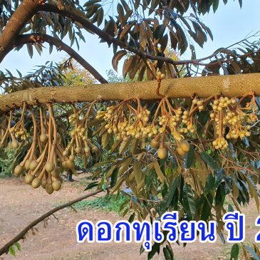 ดอกทุเรียน 2562 และการดูแลดอกทุเรียนไปจนถึงช่วงติดผล (EP.69)