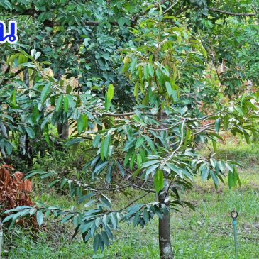 3 เดือนผ่านไปกับการกระตุ้นให้ต้นเติบโตต่อเนื่อง (EP.70)