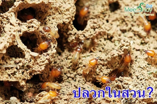 EP.277 ว่าด้วยเรื่องปลวกในแปลงปลูก