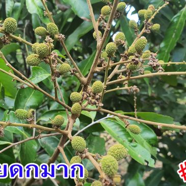 (VDO EP.71) ลำไย 2020 ต้องร้องว้าวเมื่อลำไยดกมากๆ