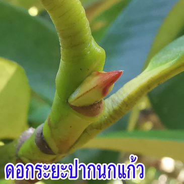 (VDO EP.72) มังคุด ดอกระยะปากนกแก้ว สวนมีเฮ มกราคม 2563