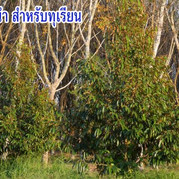 (VDO EP.73) เทคนิค 10 ข้อ ปลูกทุเรียนชีวภาพ