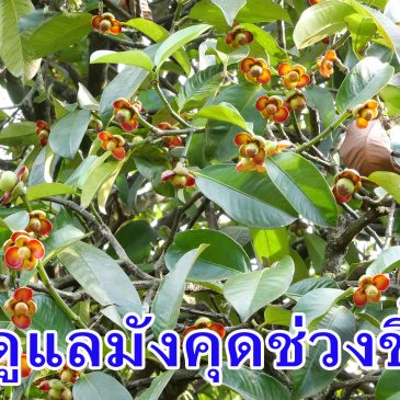 (VDO EP.76) การดูแลมังคุดช่วงขึ้นลูก ตัวอย่างจากสวนมีเฮ