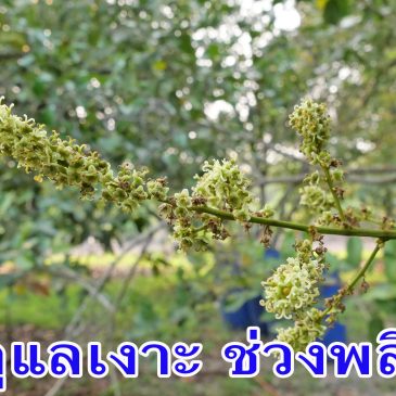 (VDO EP.77) การดูแลเงาะช่วงพลิกลูก ตัวอย่างจากสวนมีเฮ
